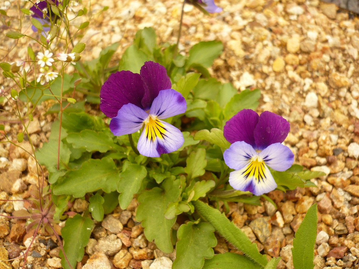 Viola tricolor subsp. tricolor (Violaceae)